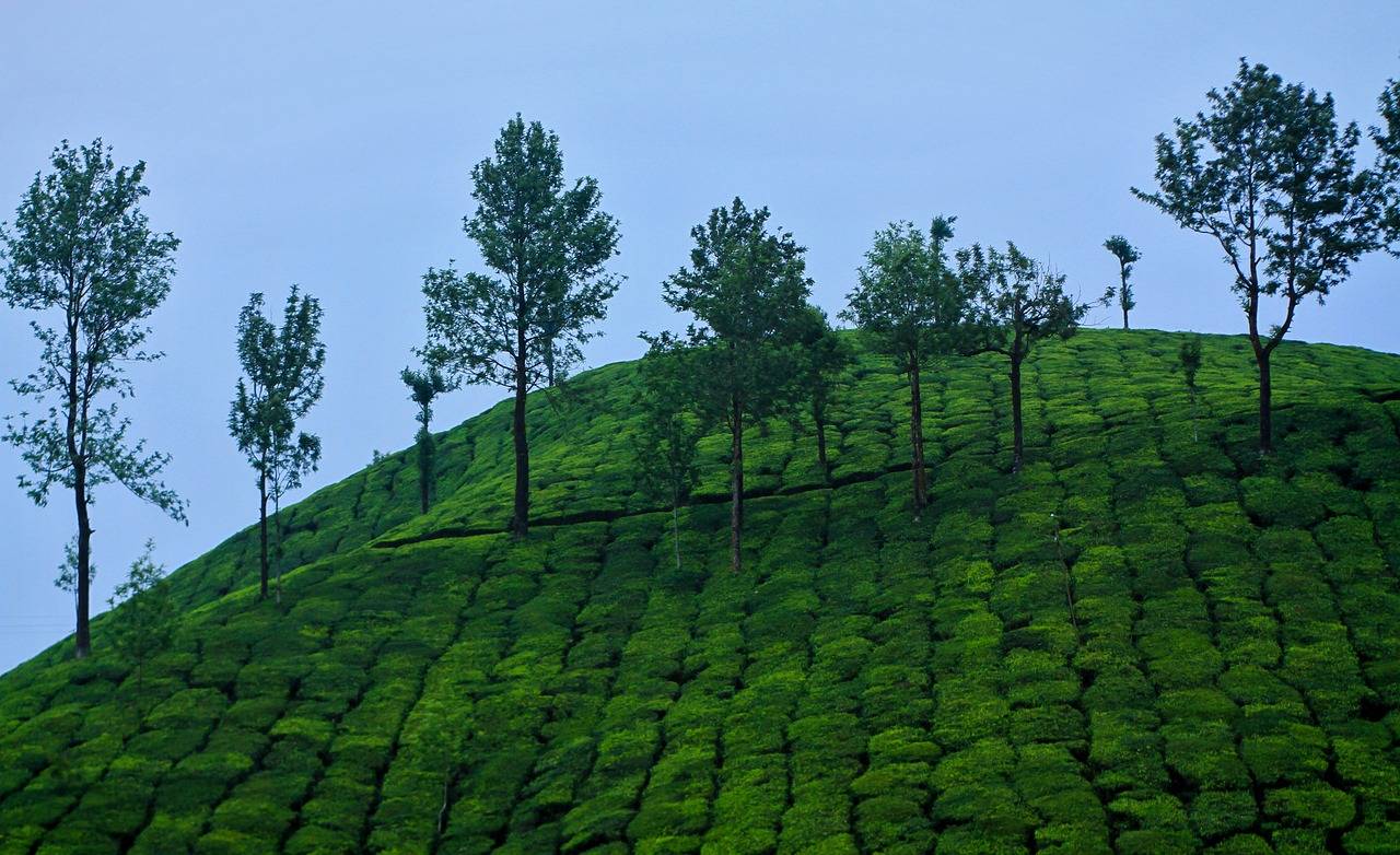 munnar